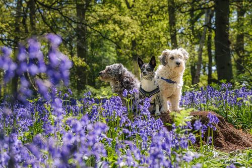 Red flags on a Rover sitter’s profile