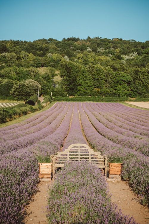 Lavender field walks at Castle Farm, Kent
